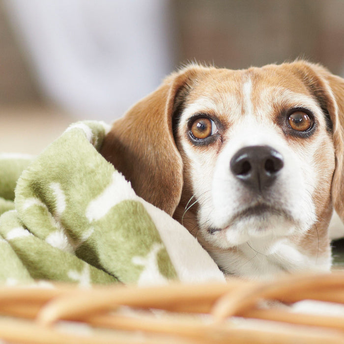 Fleece Throw, Sage Icon Print