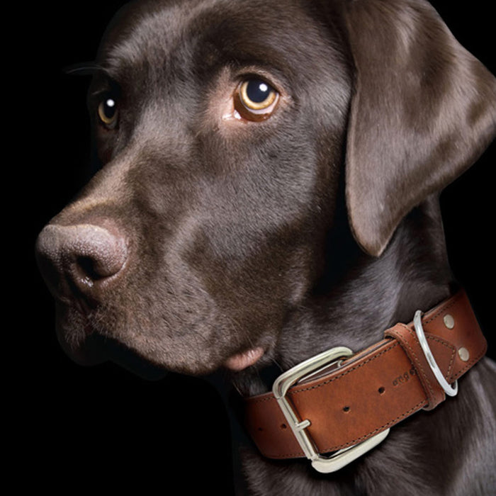 Dallas leather Collar