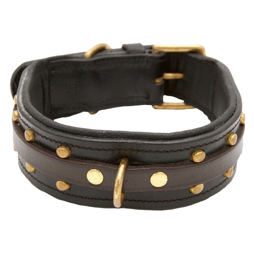 Black Dog collar with Brass Studs - DCD92